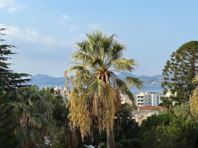 Offres de location Appartement Cannes (06400)